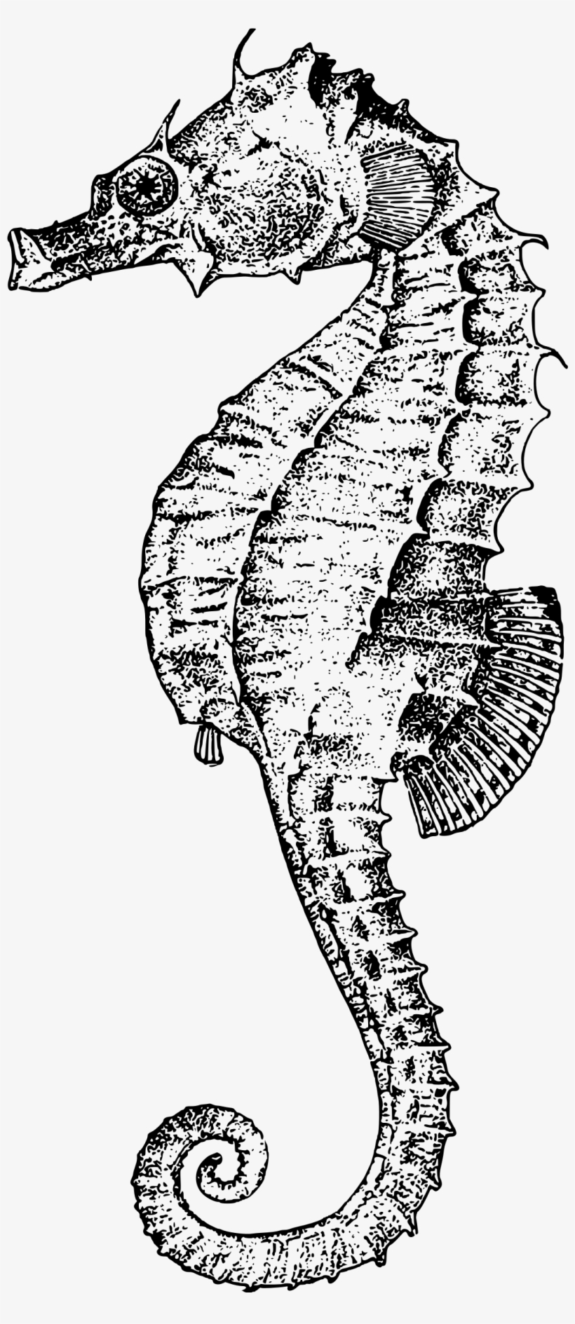 Big Image - Seahorse Drawing, transparent png download