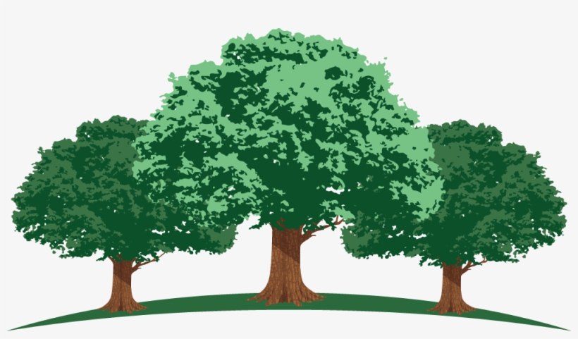 1000 X 539 2 - Oak, transparent png download