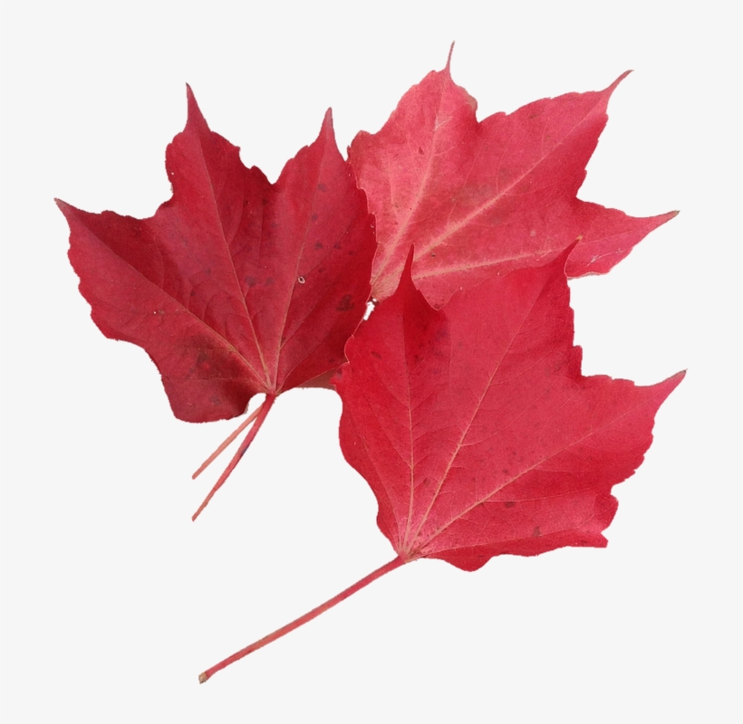 Isolated, Red Maple Leaf, Nature, Autumn, October - Foglia Acero Rosso Png, transparent png download
