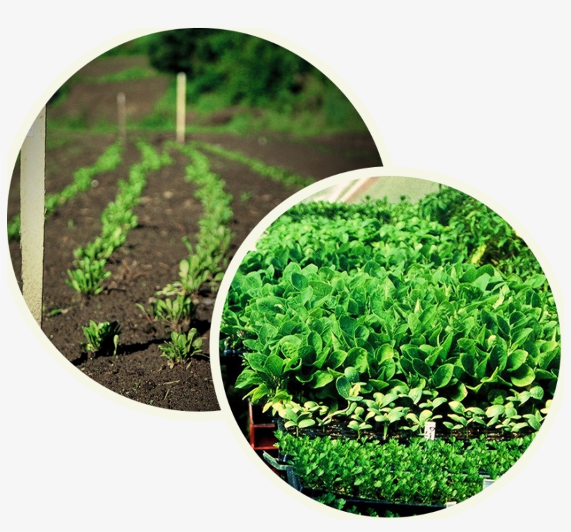 Bear Pond Farm Pesto Sauces Are Made With Non Gmo And - Mulch, transparent png download