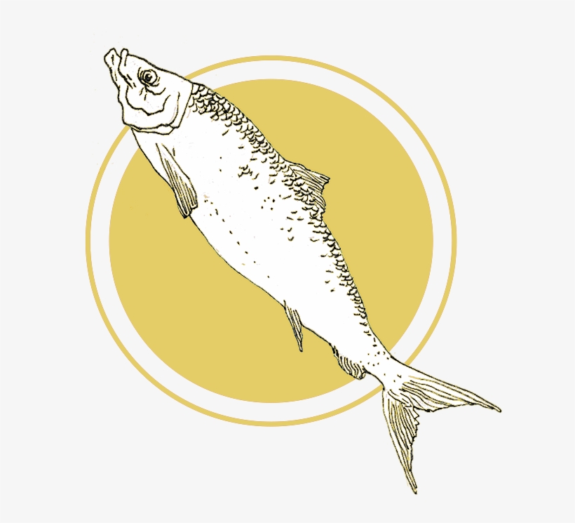 Herring - Floating Points Faruxz Marilyn, transparent png download
