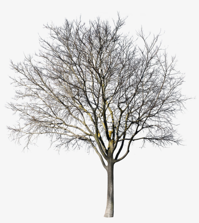 Celtis Australis Winter - Oak, transparent png download