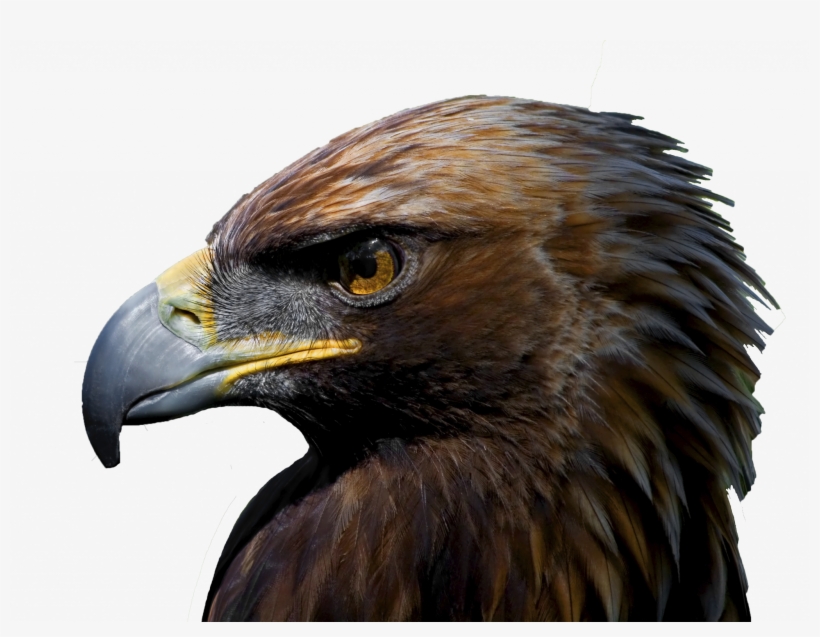 Golden Eagle Close Up - Aguila Imperial, transparent png download