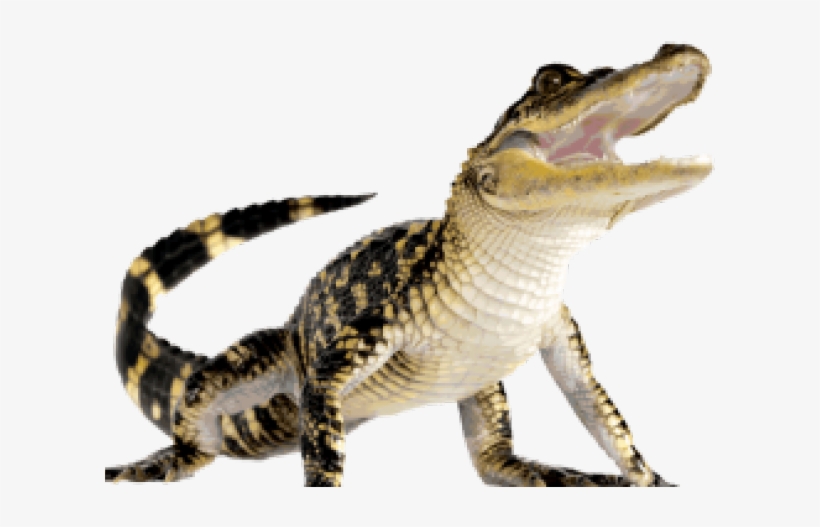 Crocodile Png, transparent png download
