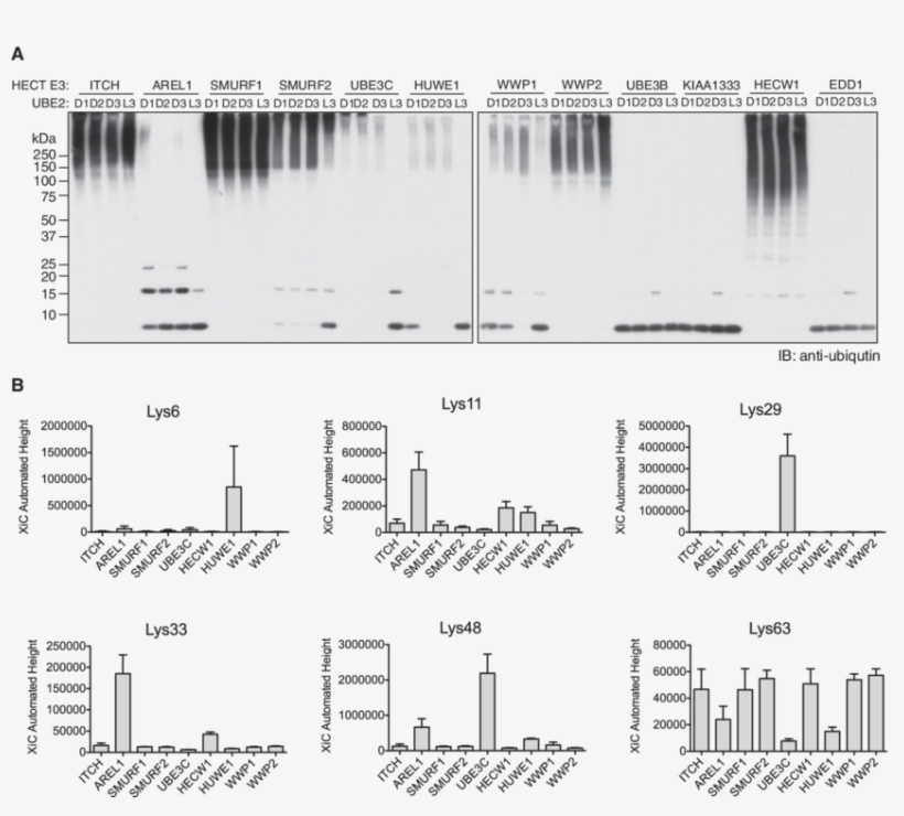 Screening Of Hect E3 Ligases To Identify Enzymes That - Line Art, transparent png download