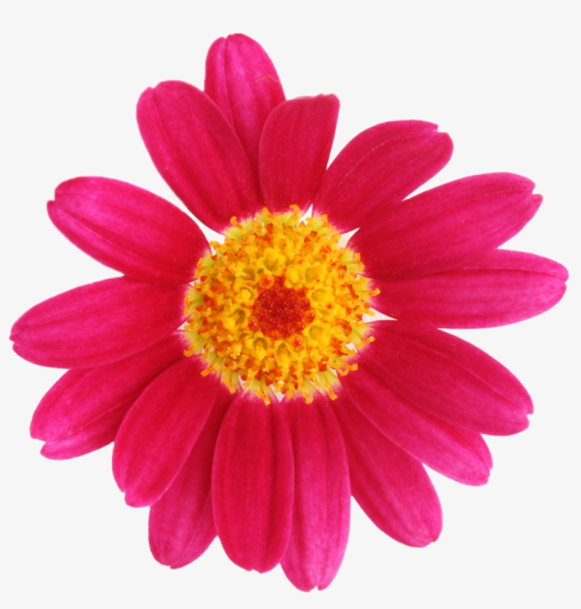 Flowerpink - Decorar Un Jardín Sin Pasto, transparent png download
