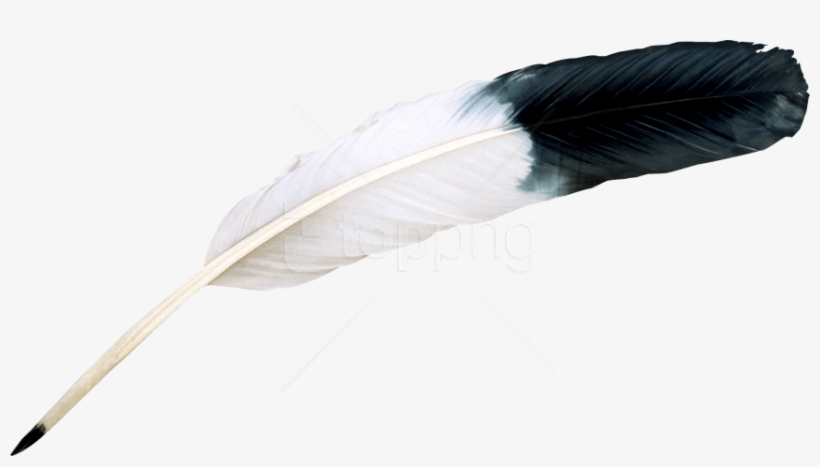Free Png Download Feather Png Images Background Png - Black And White Feather Png, transparent png download