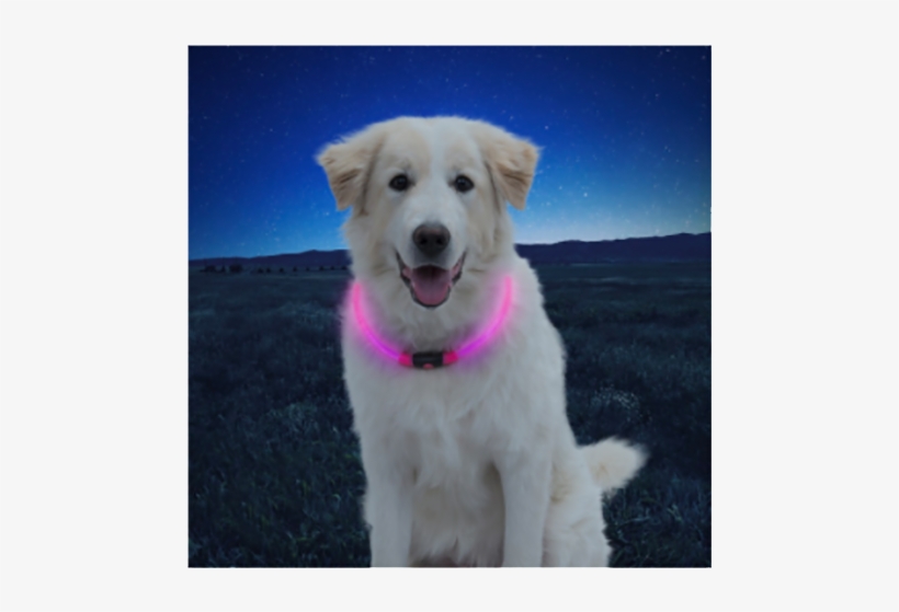 Glow Dog Collar - Nite Ize Inc., transparent png download