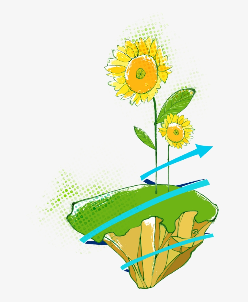 Banner Free Stock Watercolour Flowers Common Painting - Common Sunflower, transparent png download