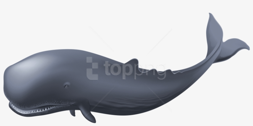 Download Whale Clipart Png Photo - Whale Png, transparent png download