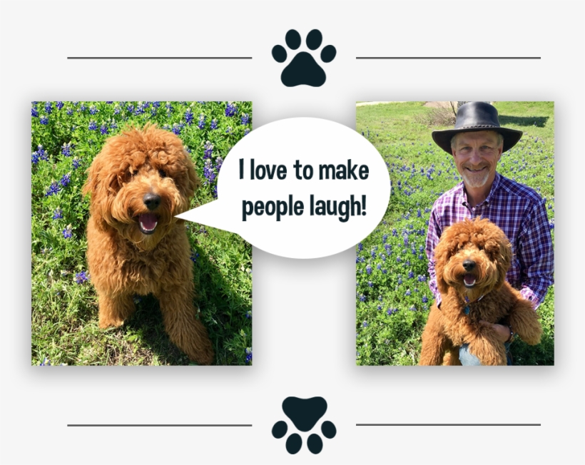 "i'm The Manager Of Joy At Hometown Promotions - Standard Poodle, transparent png download