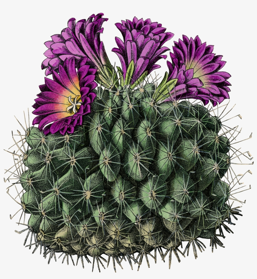 Watercolor Succulent Cactus - Cactus, transparent png download