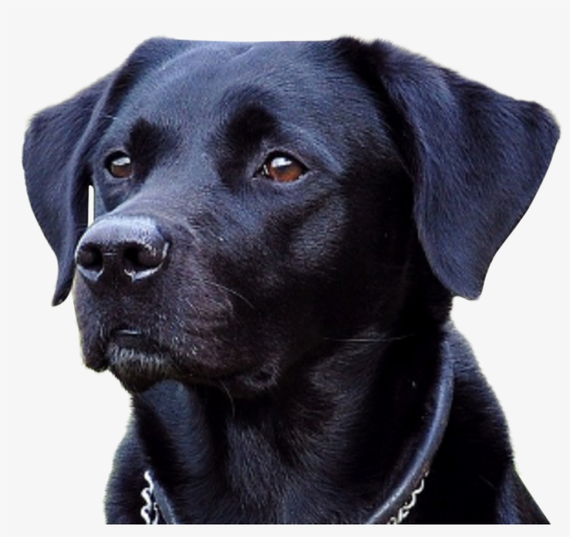 Hoodie Black Lab Lab A Good Guard Dog PNG Image Transparent PNG