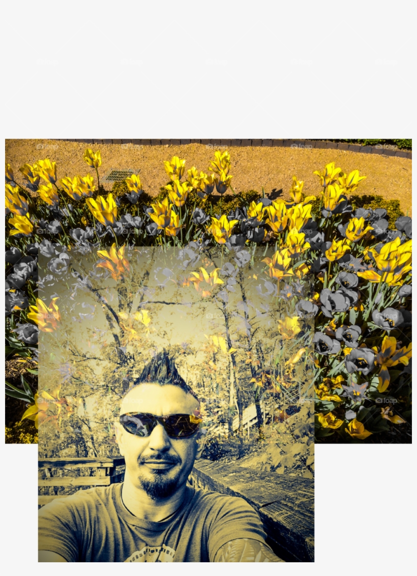 Sunflower, transparent png download