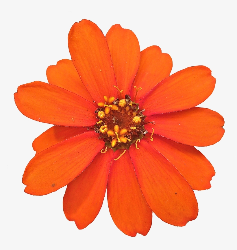 Bullet Png - Portable Network Graphics, transparent png download