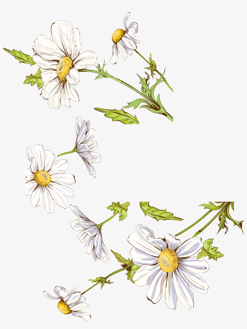 Drawing Illustration Fresh Painted Floral Decoration - Daisy Watercolor Png, transparent png download