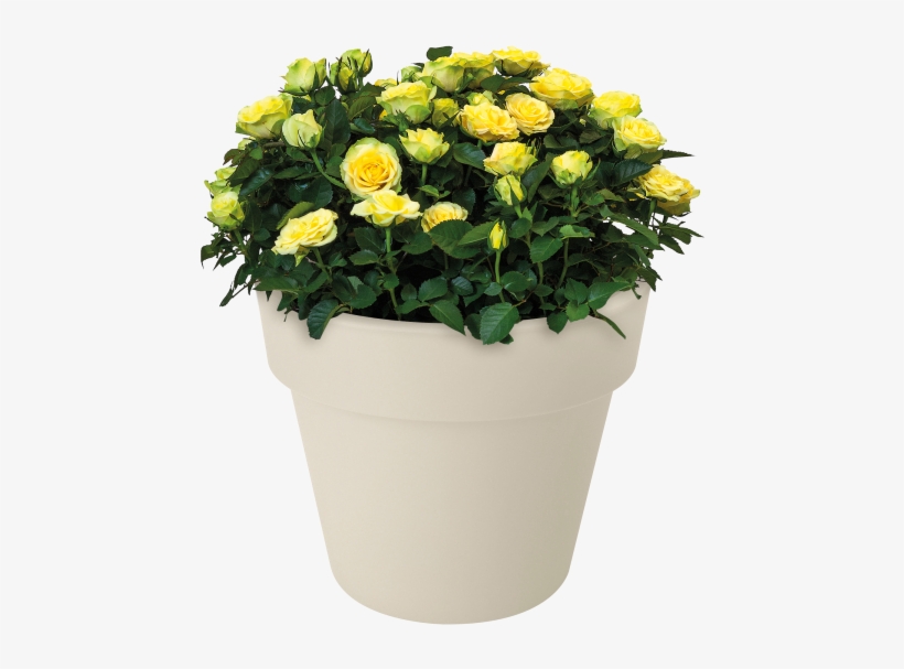 Home > Collection > Green Basics Top Planter - Buttercup, transparent png download