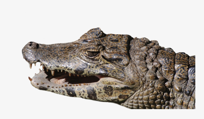 American Crocodile, transparent png download