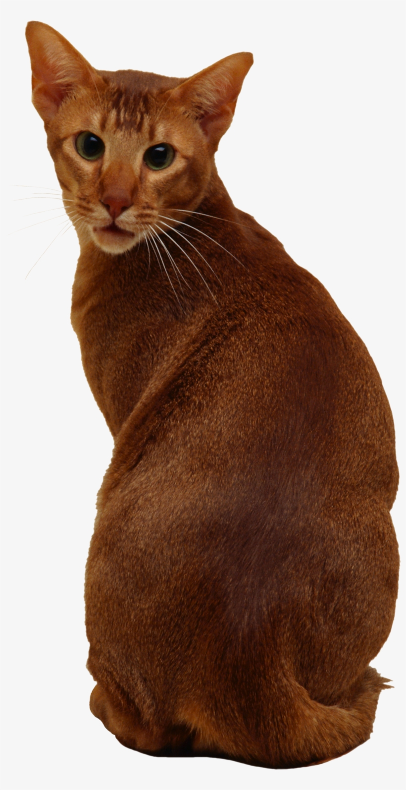 Cat Png, Download Png Image With Transparent Background, - Cat, transparent png download