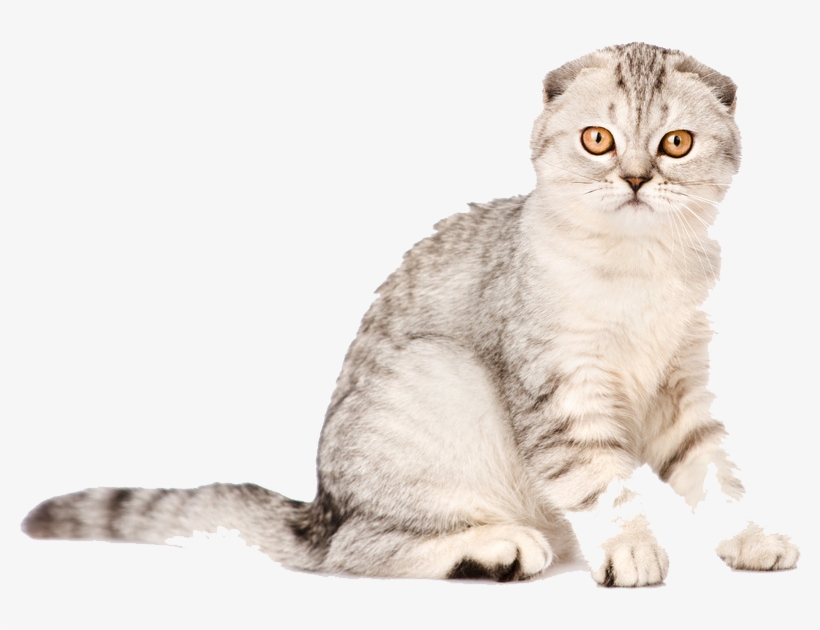 1024 X 715 6 - Scottish Fold Cat Png, transparent png download
