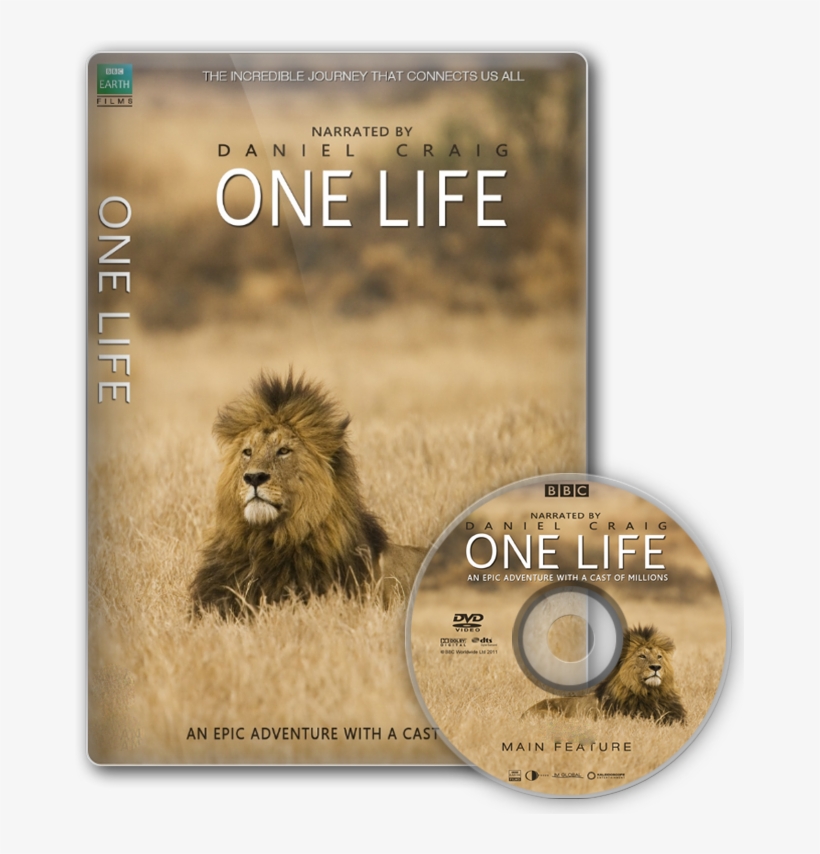 5791be50d3c50 Bbconelife - Masai Lion, transparent png download