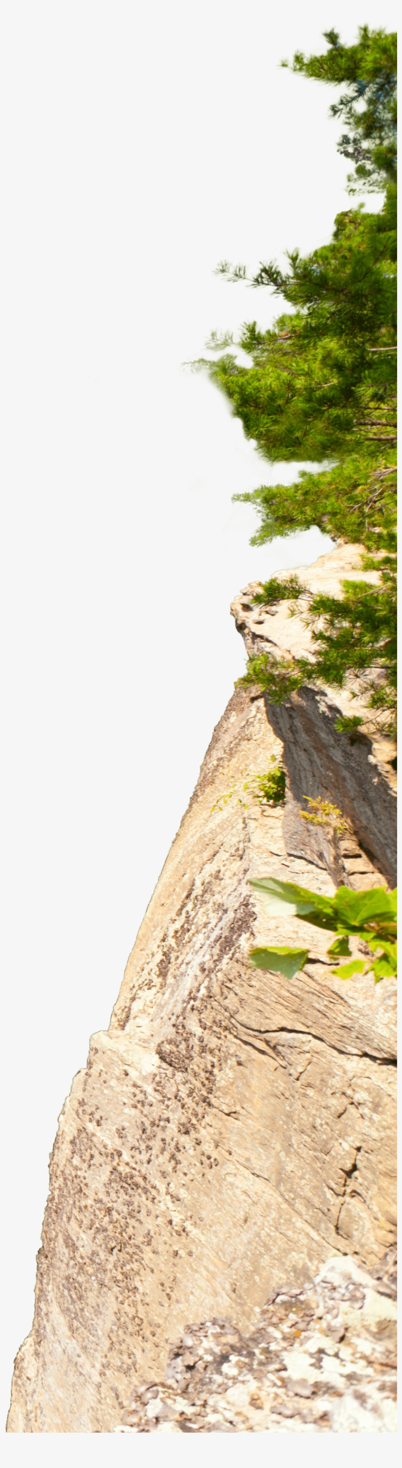 Contact Us - Tree Stump, transparent png download