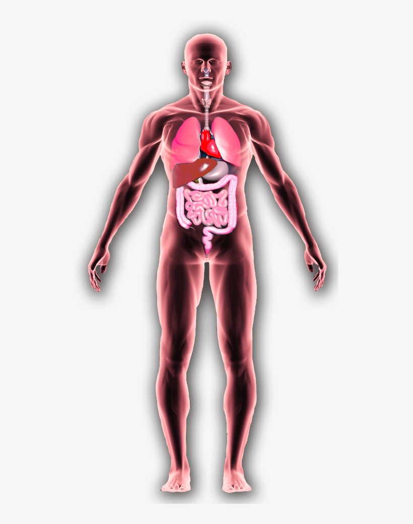 [2015] Samantha Thomas - Alcohol Effects On The Body, transparent png download