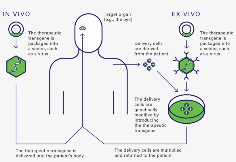Adapted From National Institutes Of Health - Diagram, transparent png download