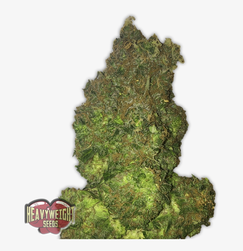 Fruit Punch Auto - Seed, transparent png download