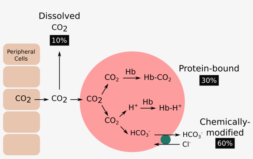 Transport Of Carbon Dioxide In Venous Blood - Pengangkutan Co2, transparent png download