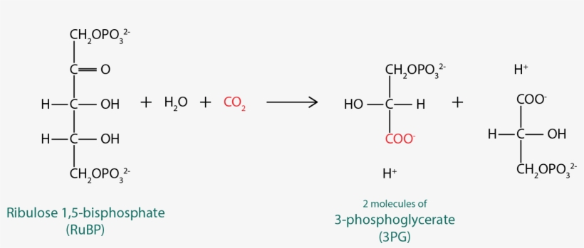 Catalyzed Reaction By The Rubisco - Diagram, transparent png download