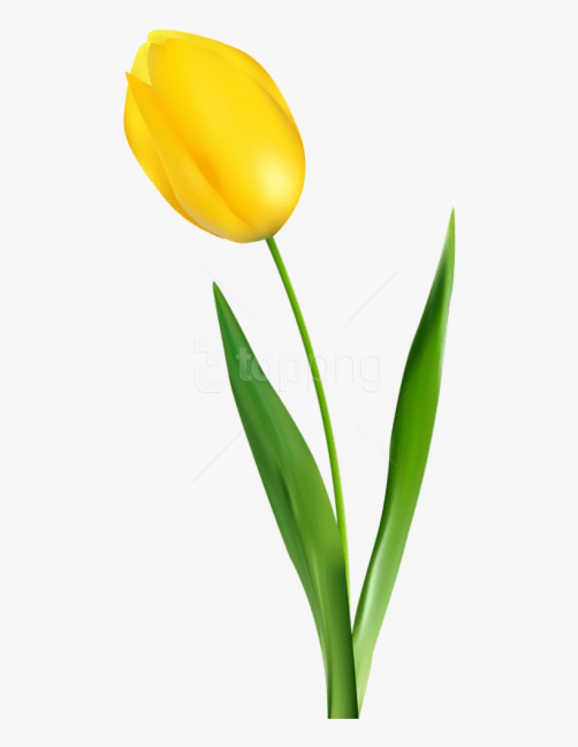 Free Png Download Yellow Tulip Transparent Png Images - Yellow Tulip Flower Png, transparent png download