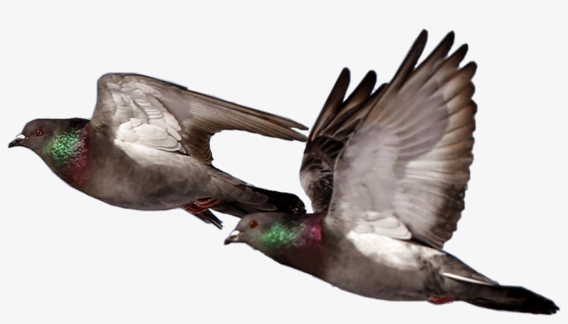 Ftestickers Sticker - Rock Dove, transparent png download