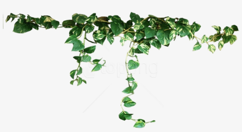 Download Plants Png Images Background - Plants Transparent, transparent png download