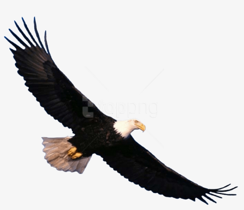 Free Png Download Eagle Png Images Background Png Images - Eagle Png, transparent png download