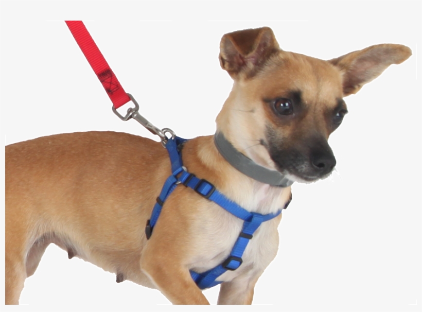 Banner Black And White Download Prong Alternatives - Back Clip Dog Harness, transparent png download