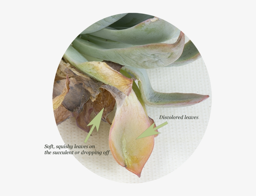 Discoloration Might Even Be Noticeable, Such As Black - Bud, transparent png download