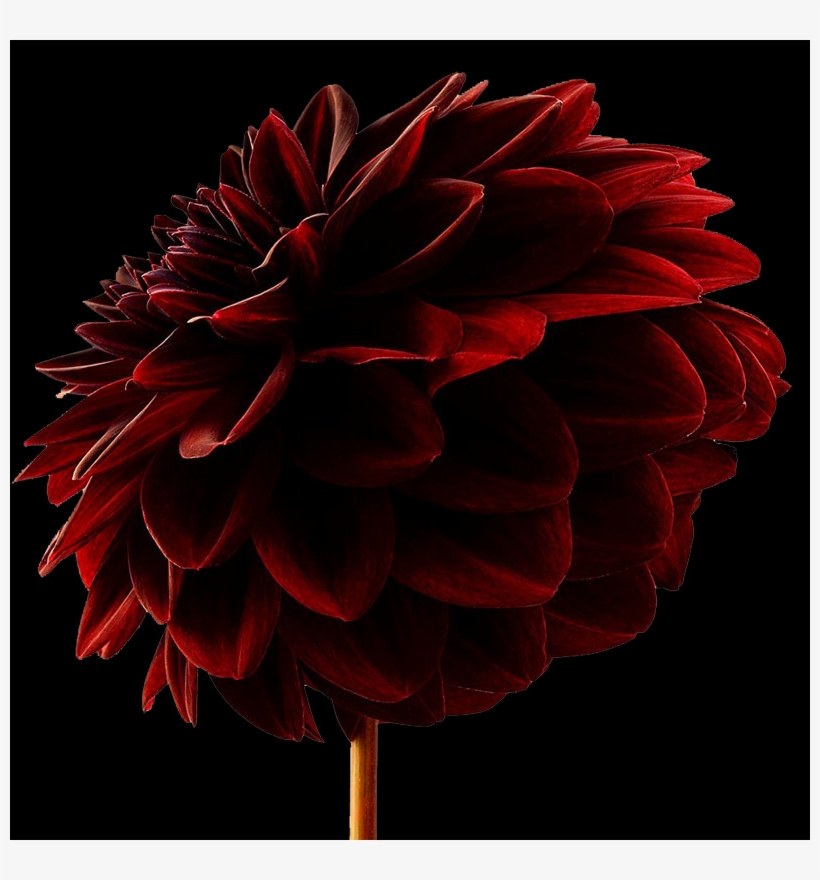 Did You Know - Dahlia, transparent png download