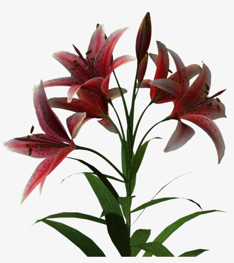 Here Are Some More Great Palm Trees And Flower Clipart - Tiger Lily, transparent png download