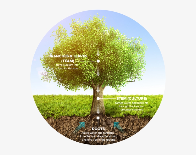 Xebia Tree V5-01 - Photo Caption, transparent png download