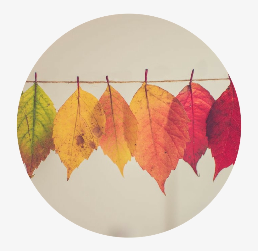 Untitled Design - Thanksgiving 2018, transparent png download