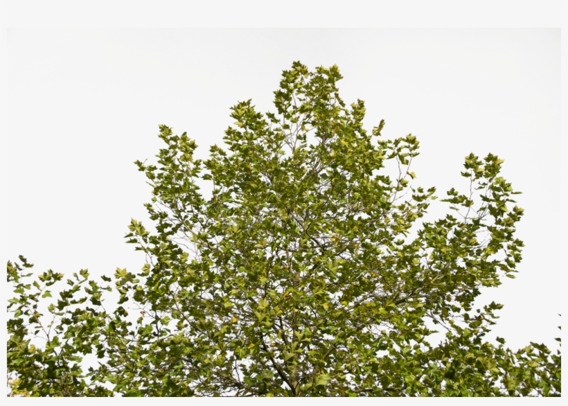 Branches,foliage,free Pictures, - 나뭇 가지 Png, transparent png download