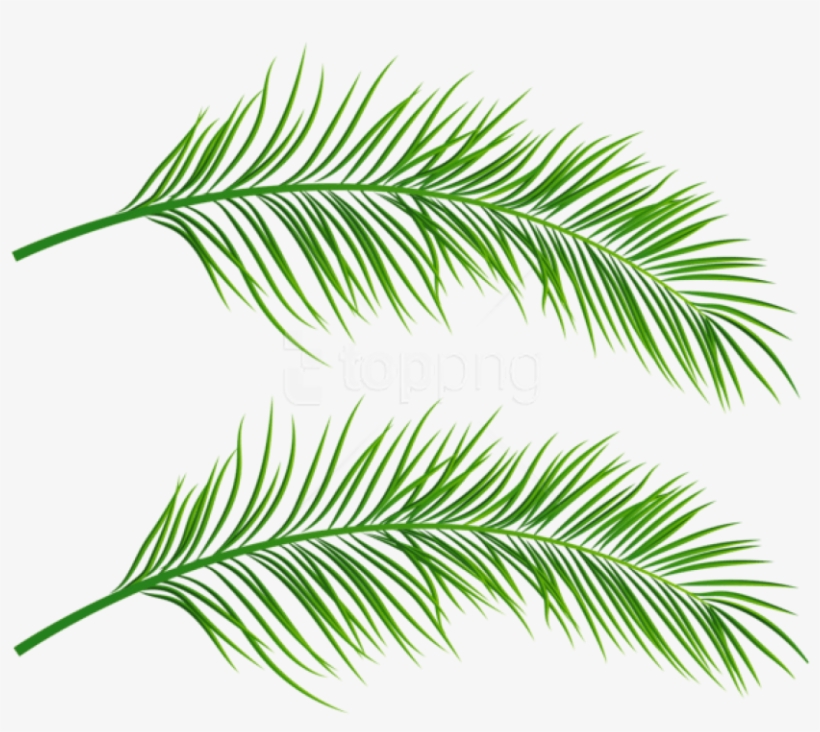 Free Png Download Palm Leaves Transparent Clipart Png - Palm Leaf Transparent Png, transparent png download