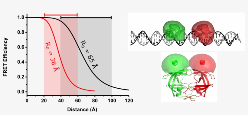 Fret Provides A Ruler To Measure Distances On The Molecular - Diagram, transparent png download