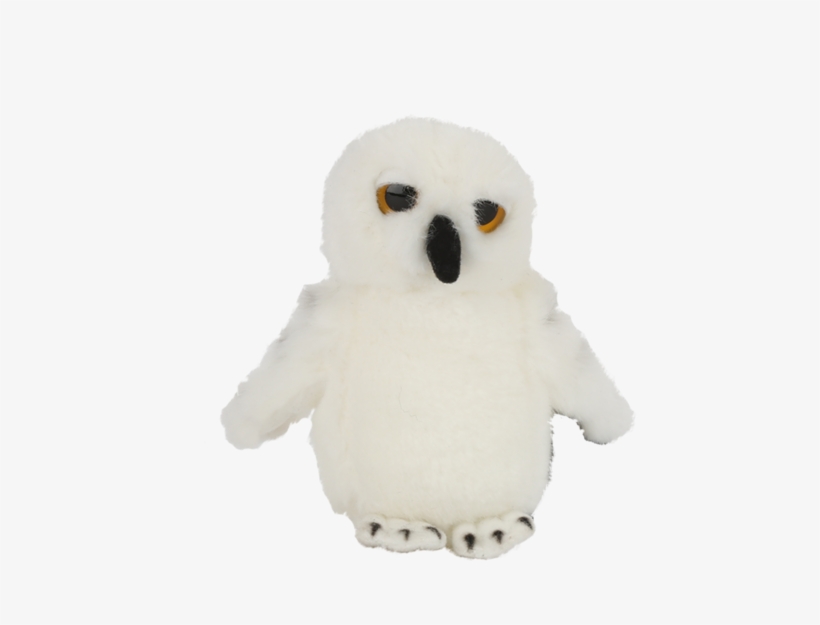 Barn Owl, transparent png download