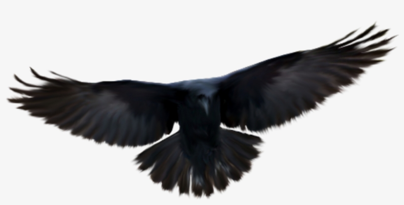 #raven #crow #blackbird #dark #freetoedit - Crows, transparent png download