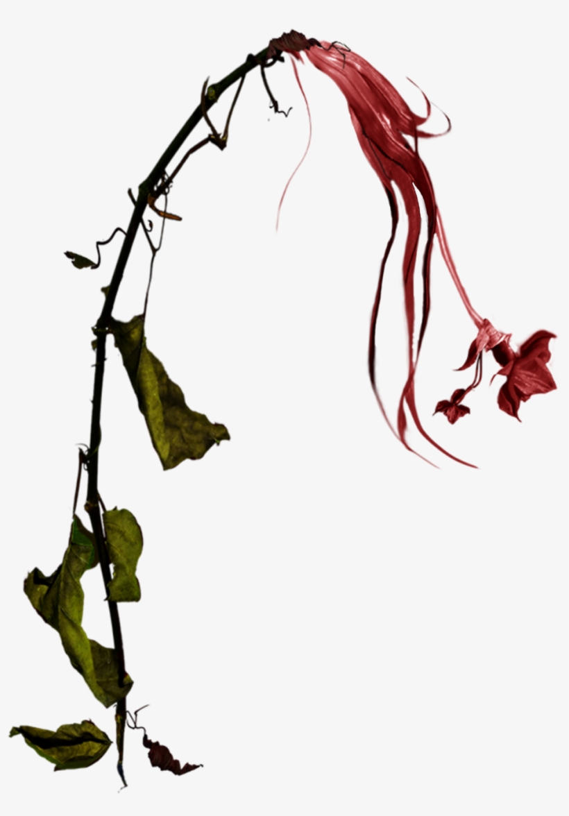 Wilted Red Daffodil Stock Photo Png By - Withered Plant Png, transparent png download