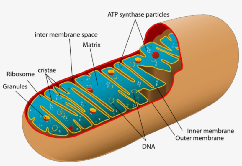 Mitochondria Power Producers In Cells - Labeled Diagram Of The Mitochondria, transparent png download