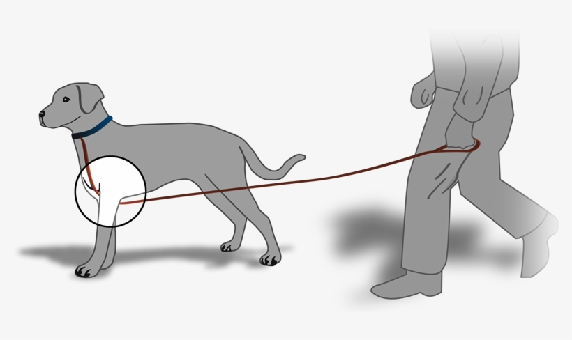 dog tangled in leash