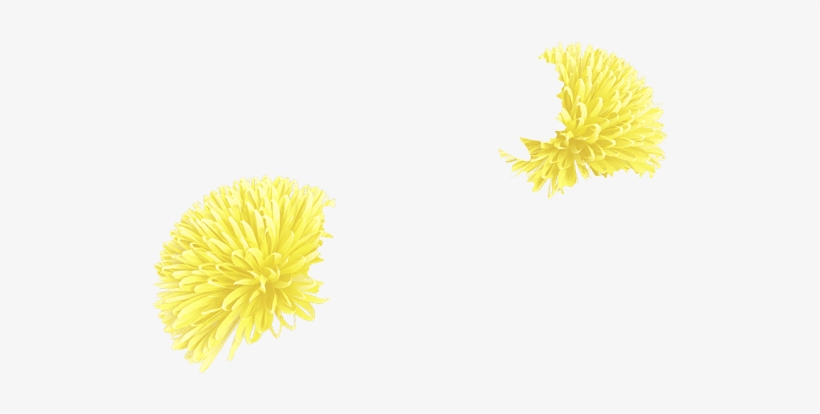 Lightyellow - Dandelion, transparent png download